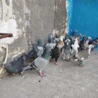 کبوتر