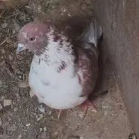 گمشده