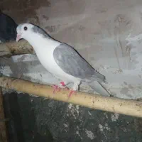 سیاه دم سفید زرد دم سفید