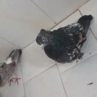 هفت رنگ سرور