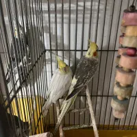 عروس هلندی طوطی کوتوله برزیلی