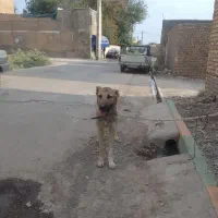 سگ نر آلابای اصیل