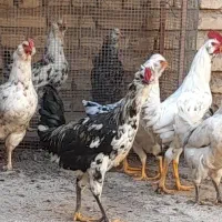 خروس گلین درجه ۱ جوان ۱ ساله
