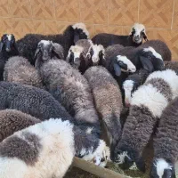 بره های سبک وشیرخورده شال وافشار رسید