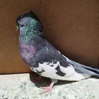 نر ابلغ
