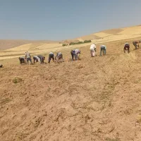 سرکارگر هستم