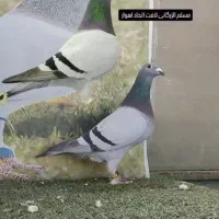 گابی واندینبیل نوه رودی