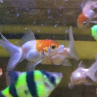 رد گپ ( کله شیری )