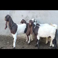 5کولاربزغاله پاکستانی اصیل که خودپاکستان پیدانمیشه