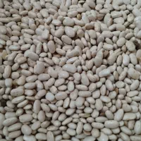 لوبیا سفید پایه بلند