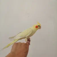 معاوضه با کتوله اهلی