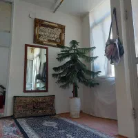 درختچه کاج