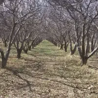 کاشت نهال به صورت حرفائ انجام میدم