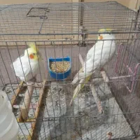 عروس هلندی