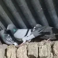 کبوتر|پرنده|نیشابور, مازول|دیوار