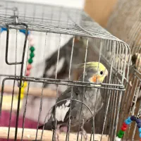 عروس هلندی نرو و ماده ۹ماهه نر سخنگو