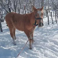این‌کره‌یک‌ساله‌نیم‌سالم‌به‌فروش‌میرسد