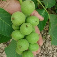 نهالستان عرضه نهال های پیوندی مثمر و غیر مثمر