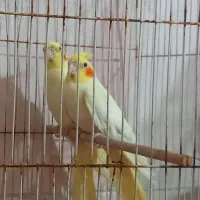 عروس پاریس یک جفت نرو ماده