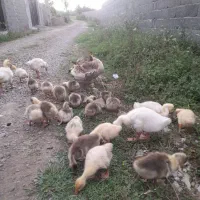 جوجه غاز با مادر