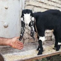 بز افغانی درجه یک