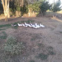 غاذ چاغ دو ساله