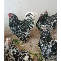 جوجه برهما متلد  5 روزه