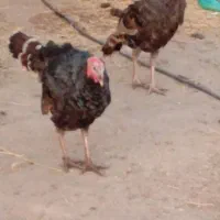 حیوانات مزرعه