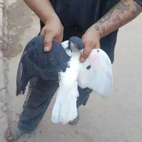 چپ سیاه کفتر چادری افغانی چپ سیاه معاوضه