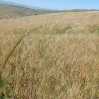 زمین کشاورزی جهت اجاره یاکاشت شراکتی