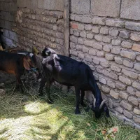 بز دقلوزا نیدی