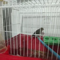 جوجه قناری نر طوسی