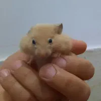همستر (جواب همه سوالاتون داخل توضیحاته)