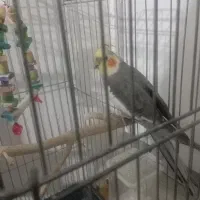 طوطی عروس نر