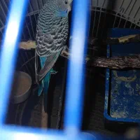 یک جفت مرغ عشق
