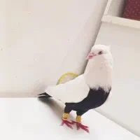 دم سیاه
