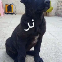 سرابی پژدر نگهبان