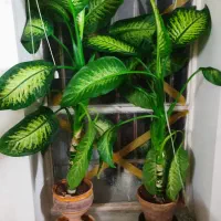 گل دیفن،ذرتی