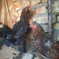 ۲ تا مرغ گلین جوان قلم سبز