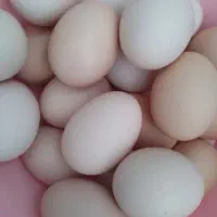 تخم مرغ محلی