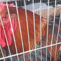 خروس بهترین نژاد چهل تاج سنگین وزن