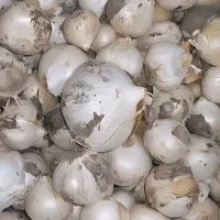 موسیر کوهی اعلا