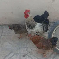 سه عددمرغ تخمگذار پرپای کاکلی وخروس سرحال