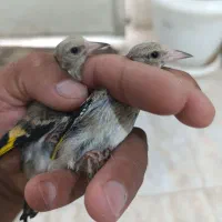 جوجه سهره