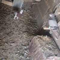 کفتر|پرنده|شیراز, نصرآباد|دیوار