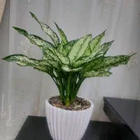 اگلونما برفی