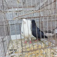 کبوتر|پرنده|بندر گناوه, |دیوار