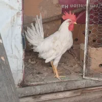 خروس رسمی 7ماهه