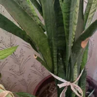 گل طبیعی|گل و گیاه طبیعی|کرمانشاه, |دیوار