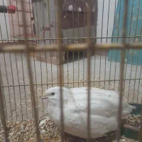 بلدرچین|پرنده|رشت, حومه رشت|دیوار